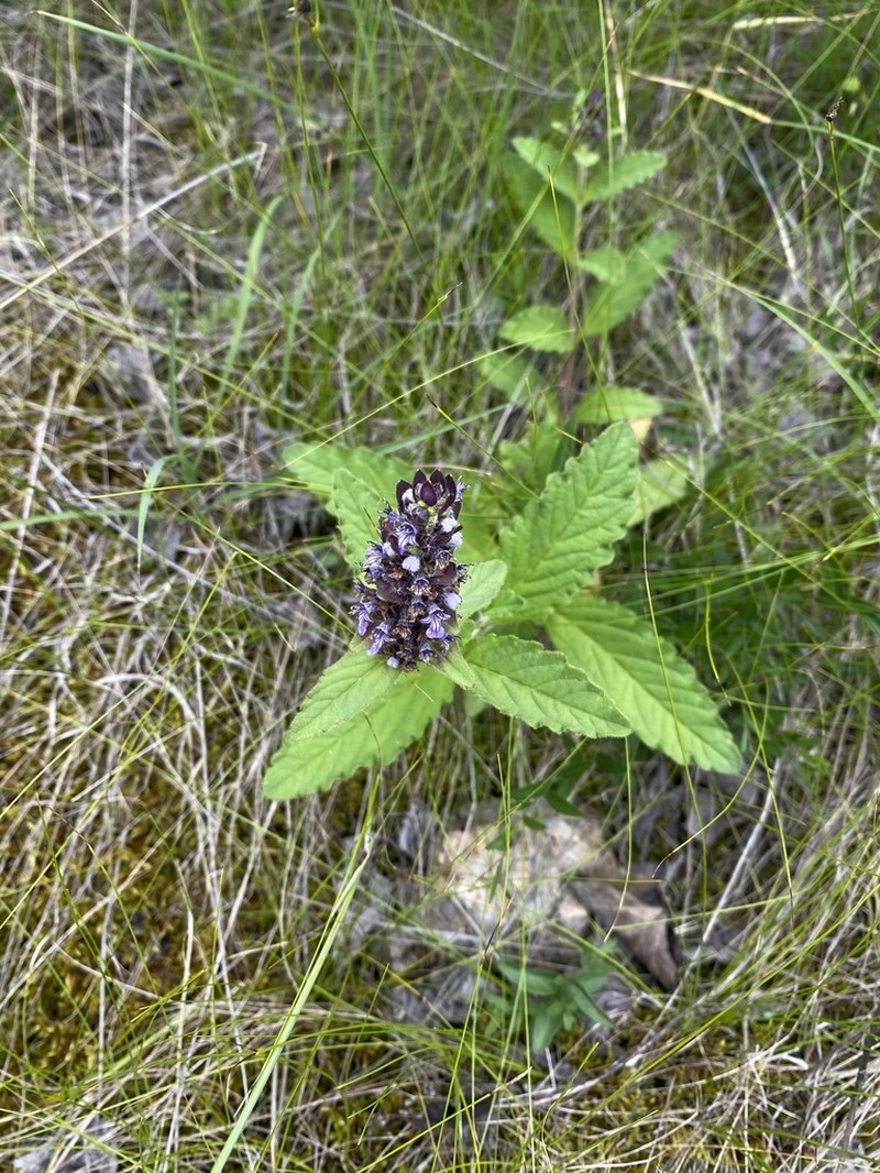 Ajuga forrestii photo 5