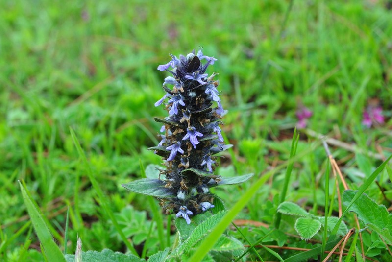Ajuga forrestii photo 6