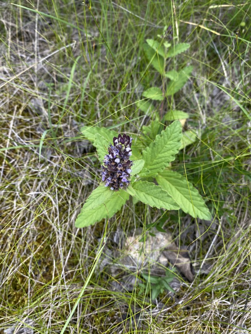 Ajuga forrestii photo 7