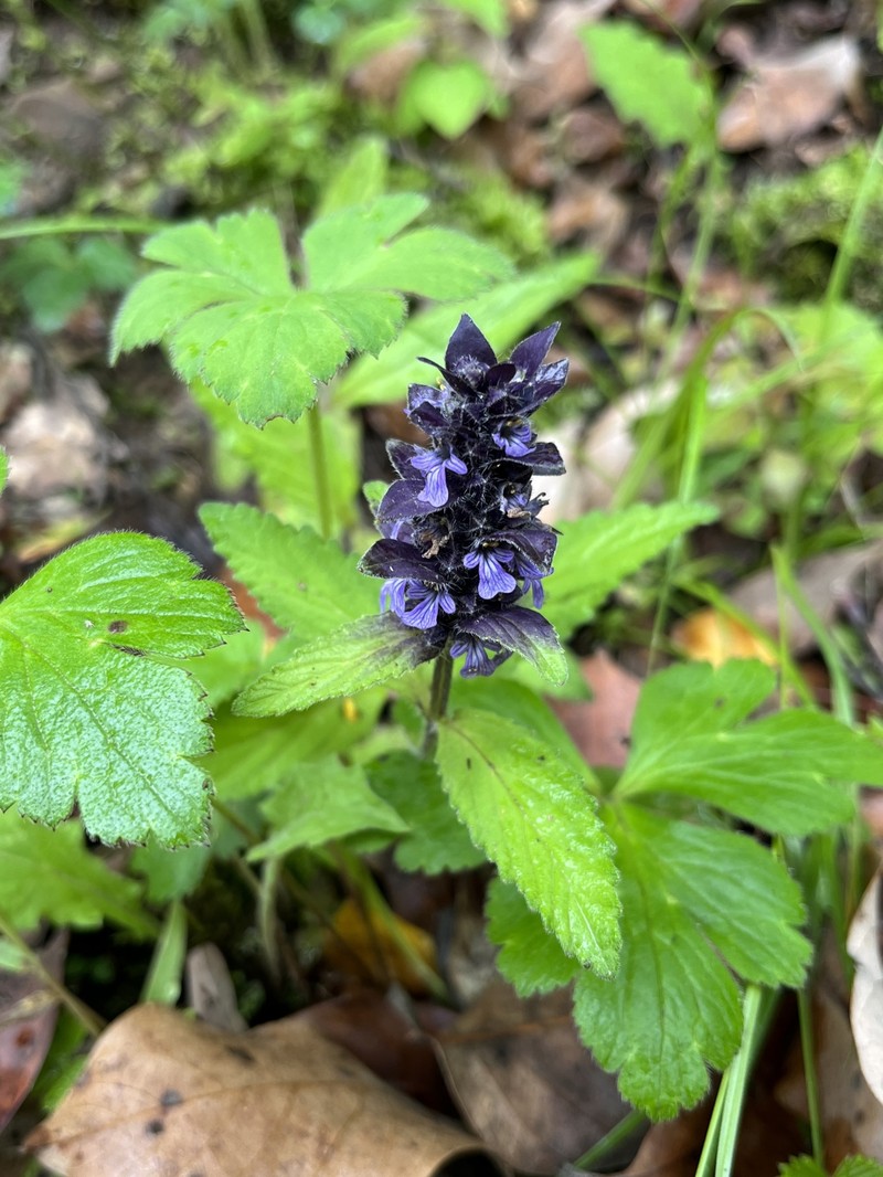 Ajuga forrestii photo 8