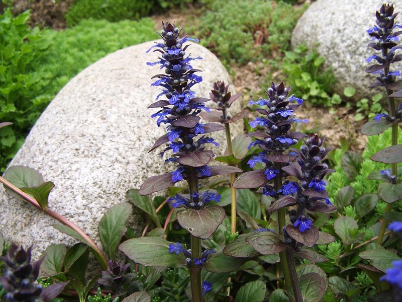 Blue Bugle photo 2