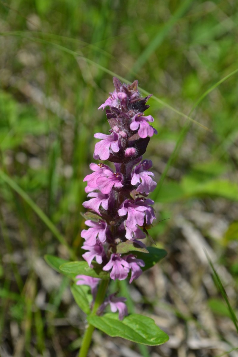 Blue Bugle photo 3
