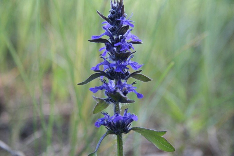 Blue Bugle photo 4