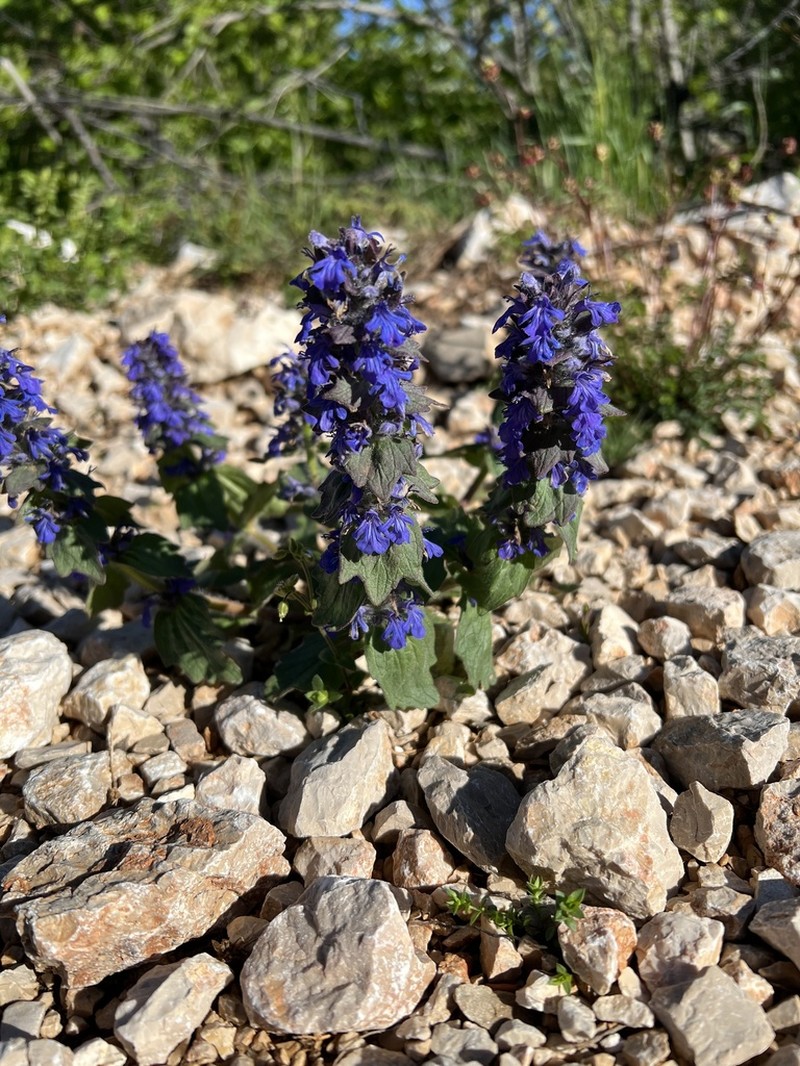 Blue Bugle photo 5