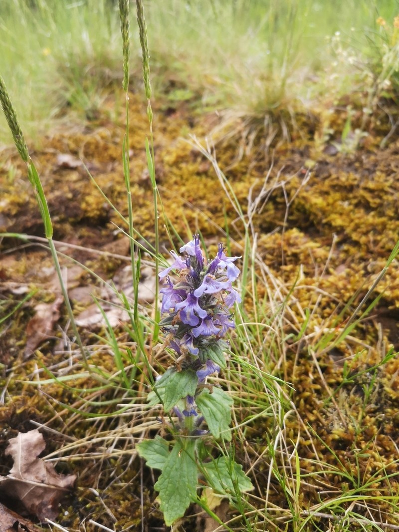 Blue Bugle photo 6
