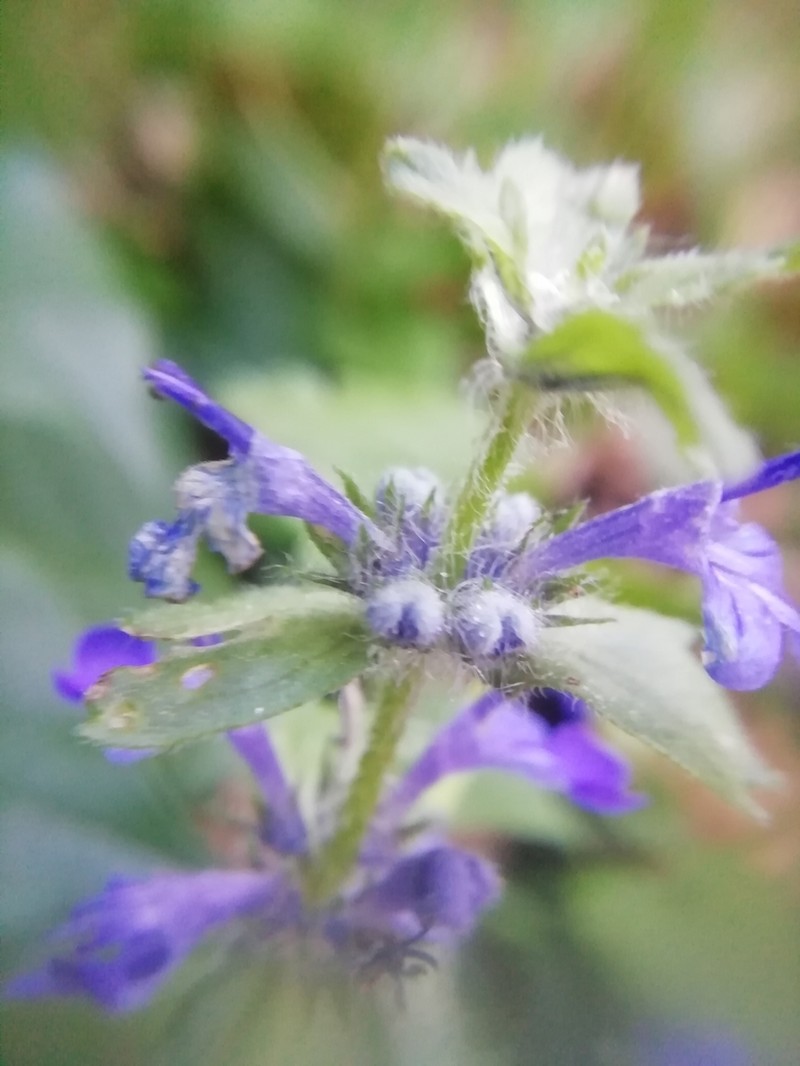 Blue Bugle photo 7