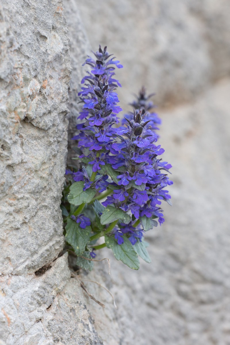 Blue Bugle photo 8