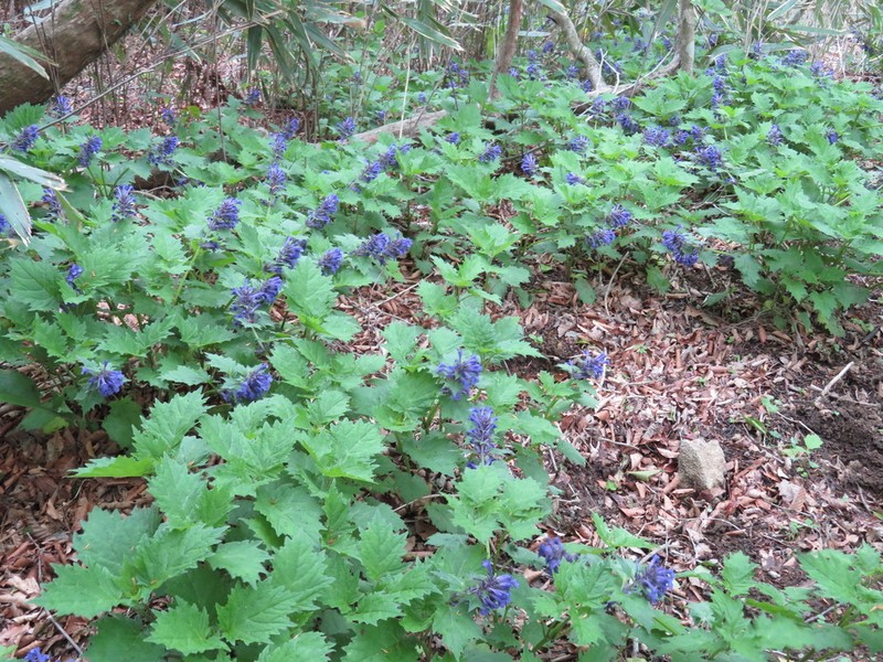 Ajuga incisa