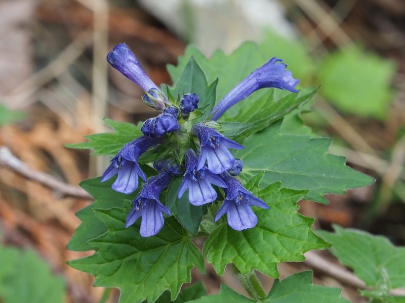 Ajuga incisa photo 2