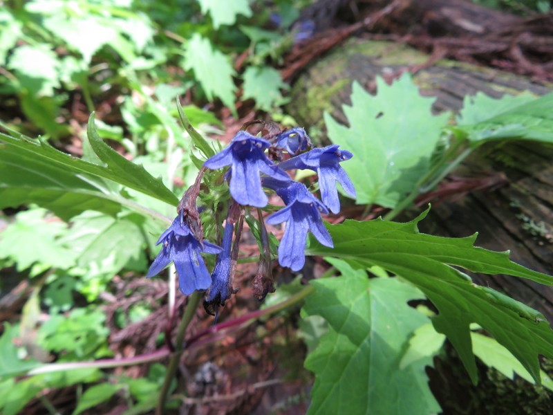Ajuga incisa photo 3