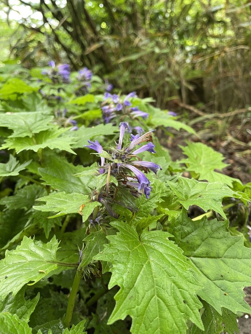 Ajuga incisa photo 4