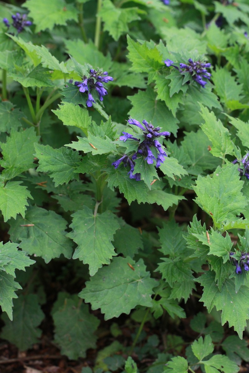 Ajuga incisa photo 5