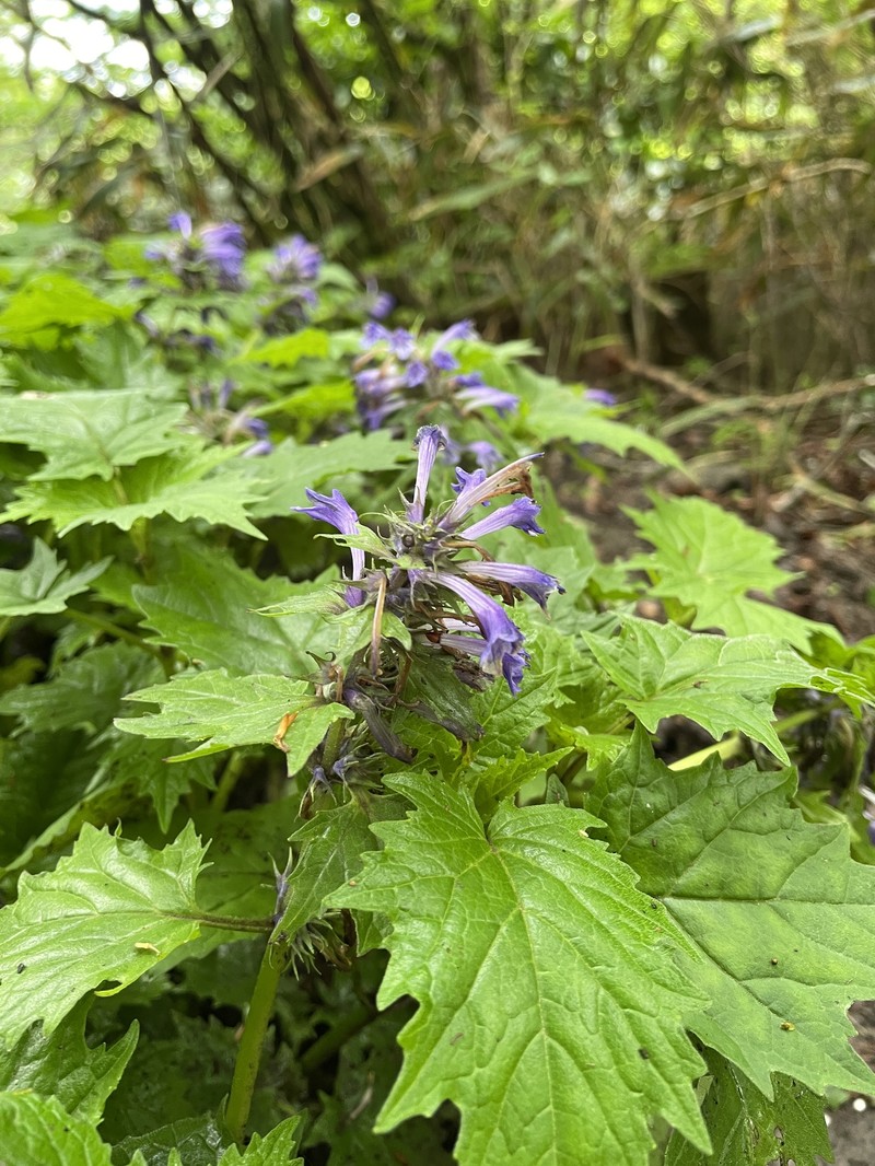 Ajuga incisa photo 6