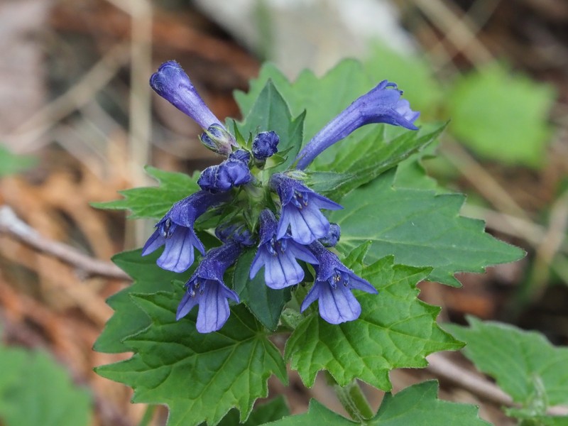Ajuga incisa photo 7