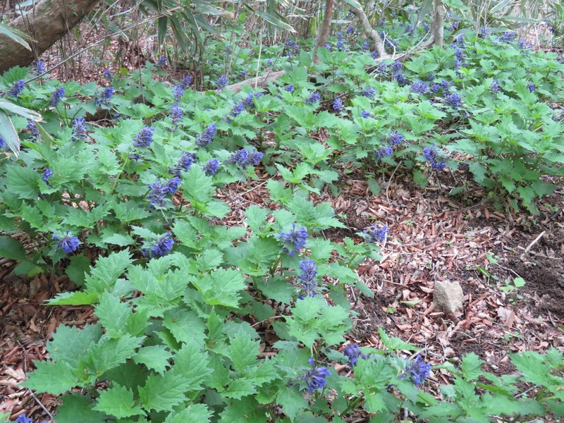 Ajuga incisa photo 8