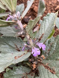 Ajuga integrifolia
