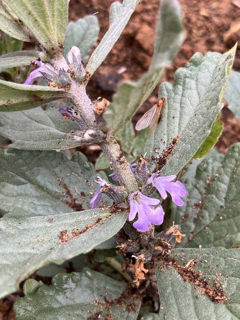 Ajuga integrifolia