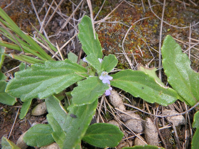 Ajuga integrifolia photo 2
