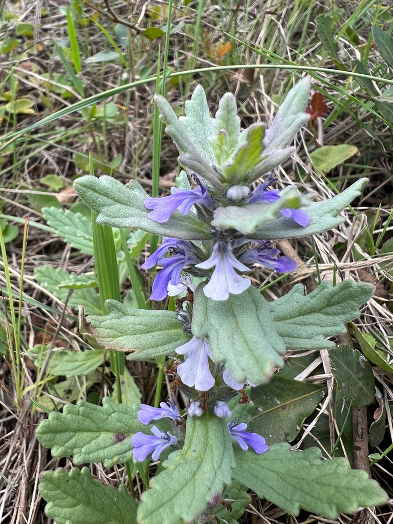 Ajuga integrifolia photo 3