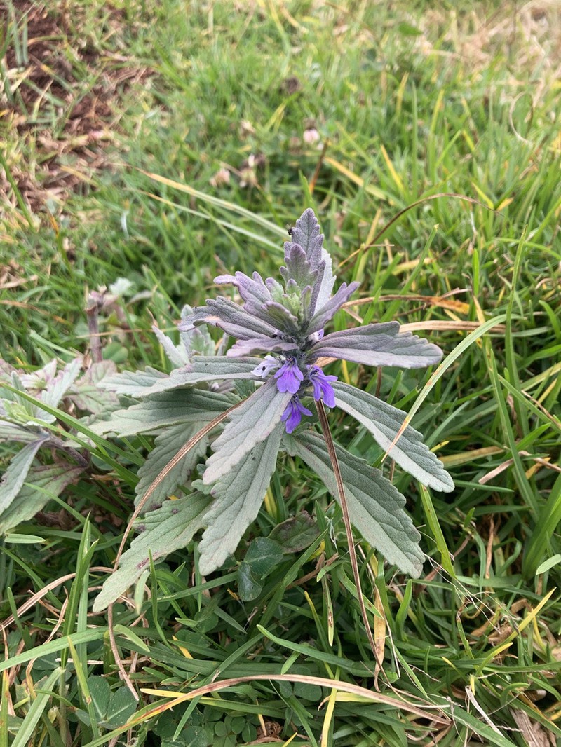 Ajuga integrifolia photo 4