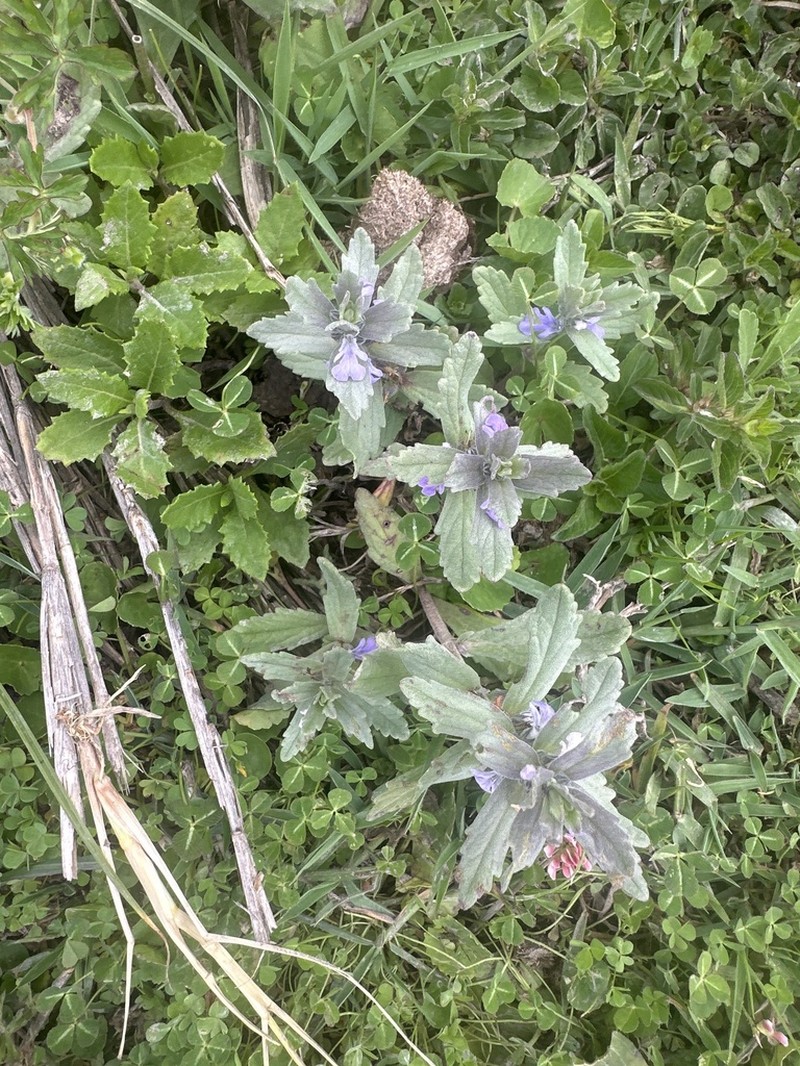 Ajuga integrifolia photo 5