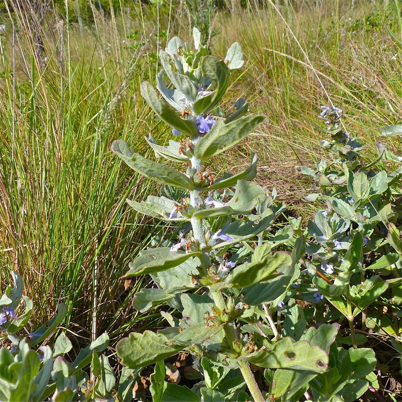 Ajuga integrifolia photo 6