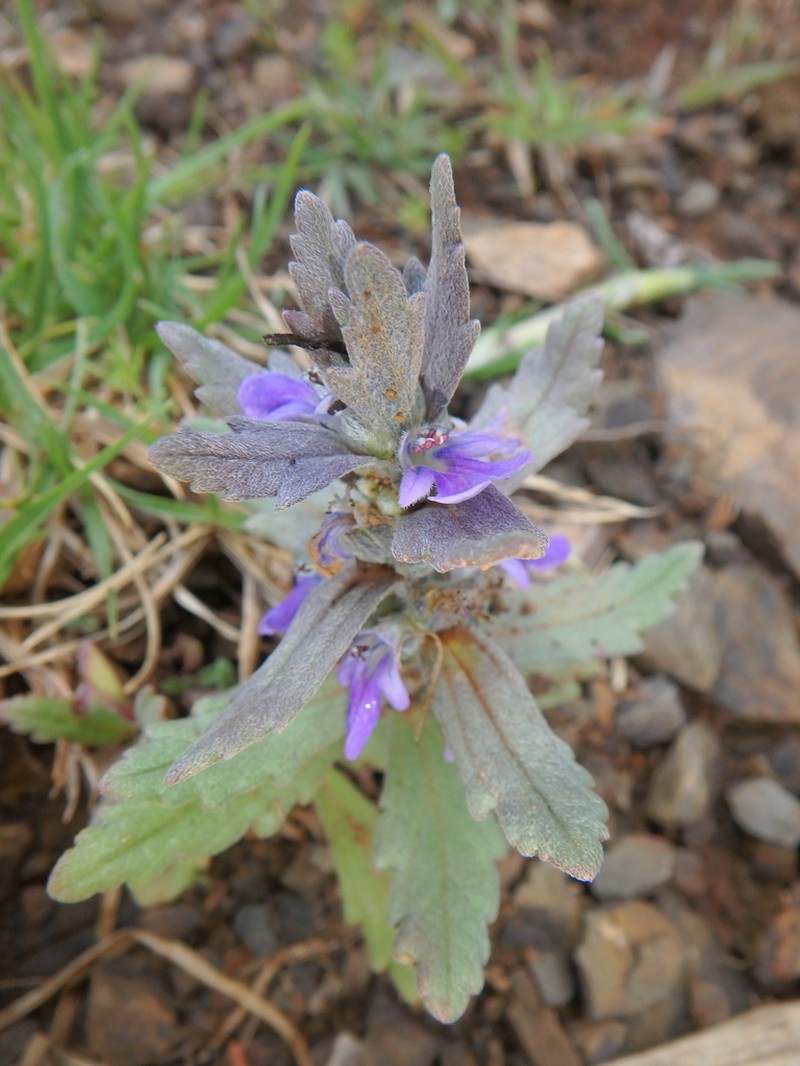 Ajuga integrifolia photo 7