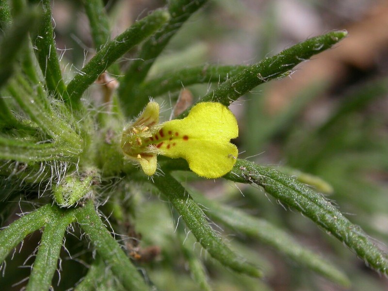 Ajuga iva photo 2