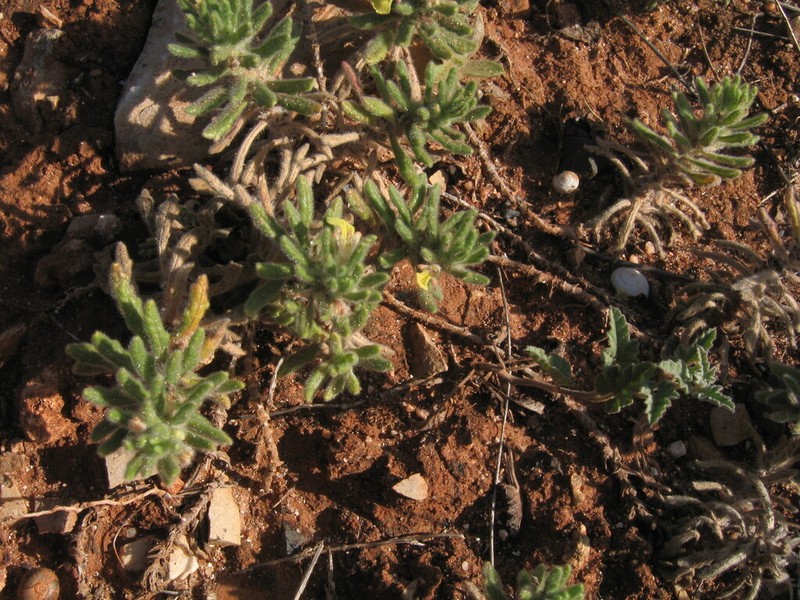 Ajuga iva photo 4