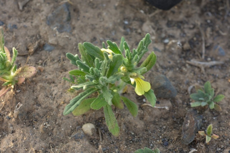 Ajuga iva photo 5