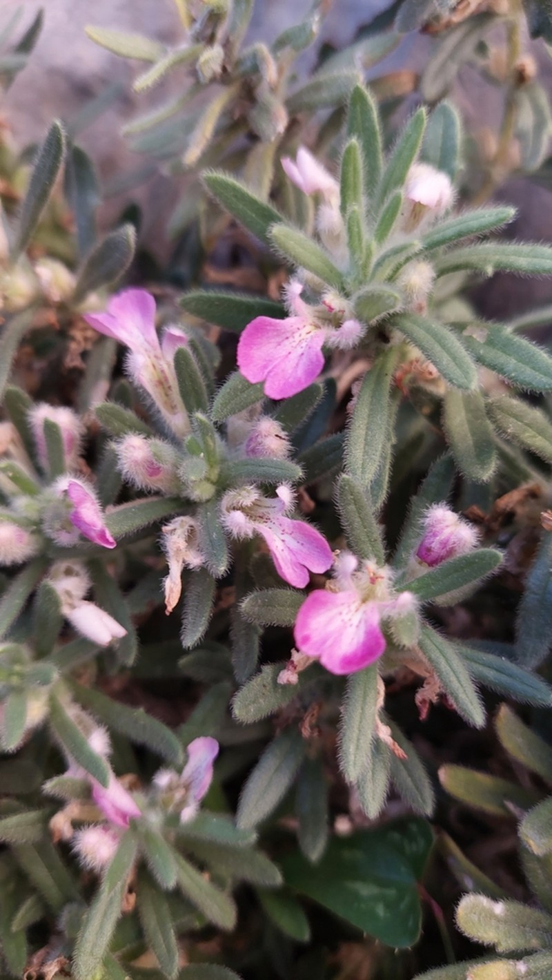 Ajuga iva photo 6