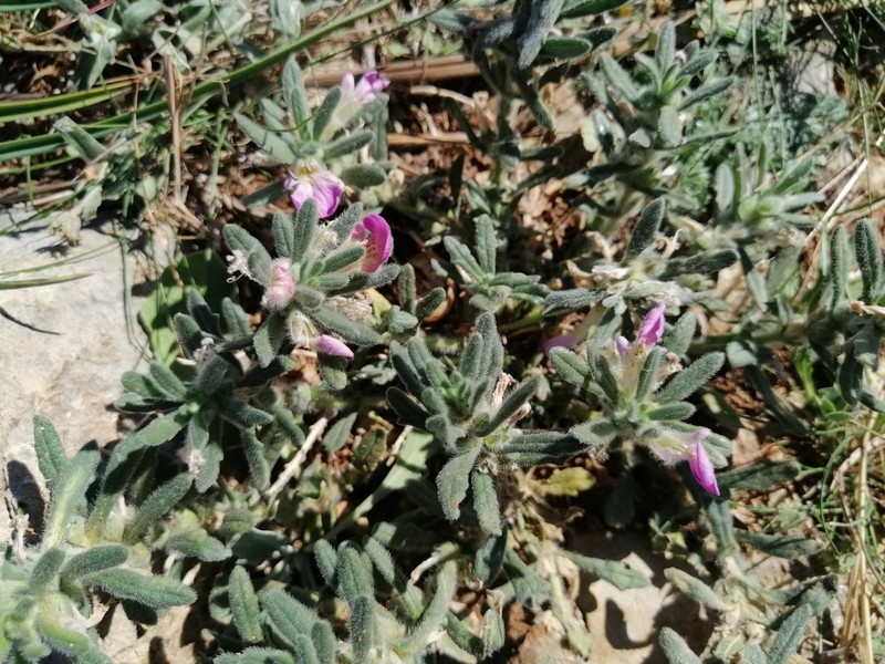 Ajuga iva photo 7