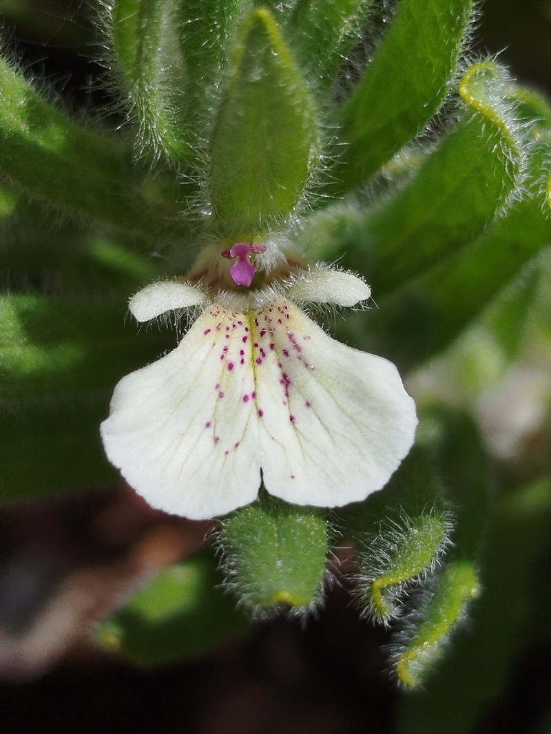 Ajuga iva photo 8