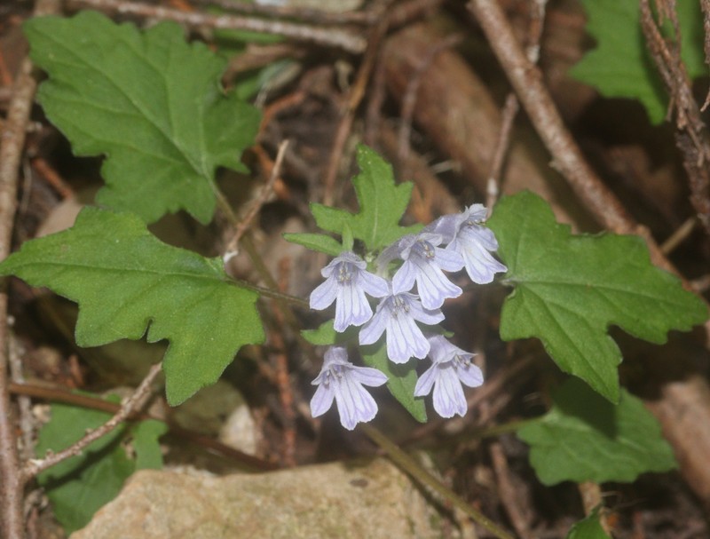 Ajuga japonica