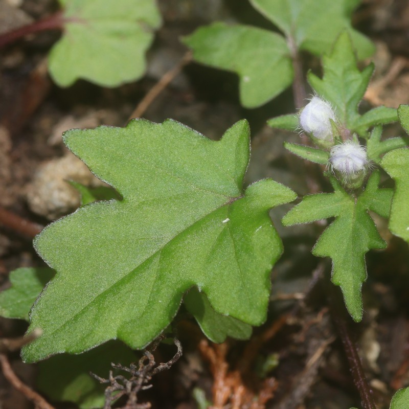 Ajuga japonica photo 2