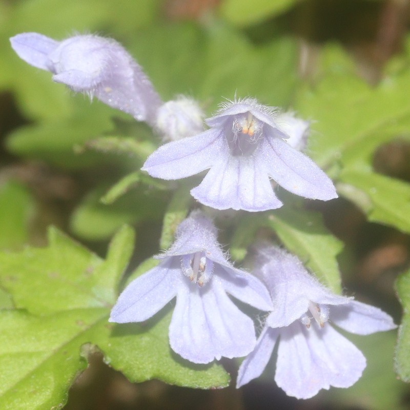 Ajuga japonica photo 3