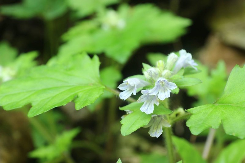 Ajuga japonica photo 4