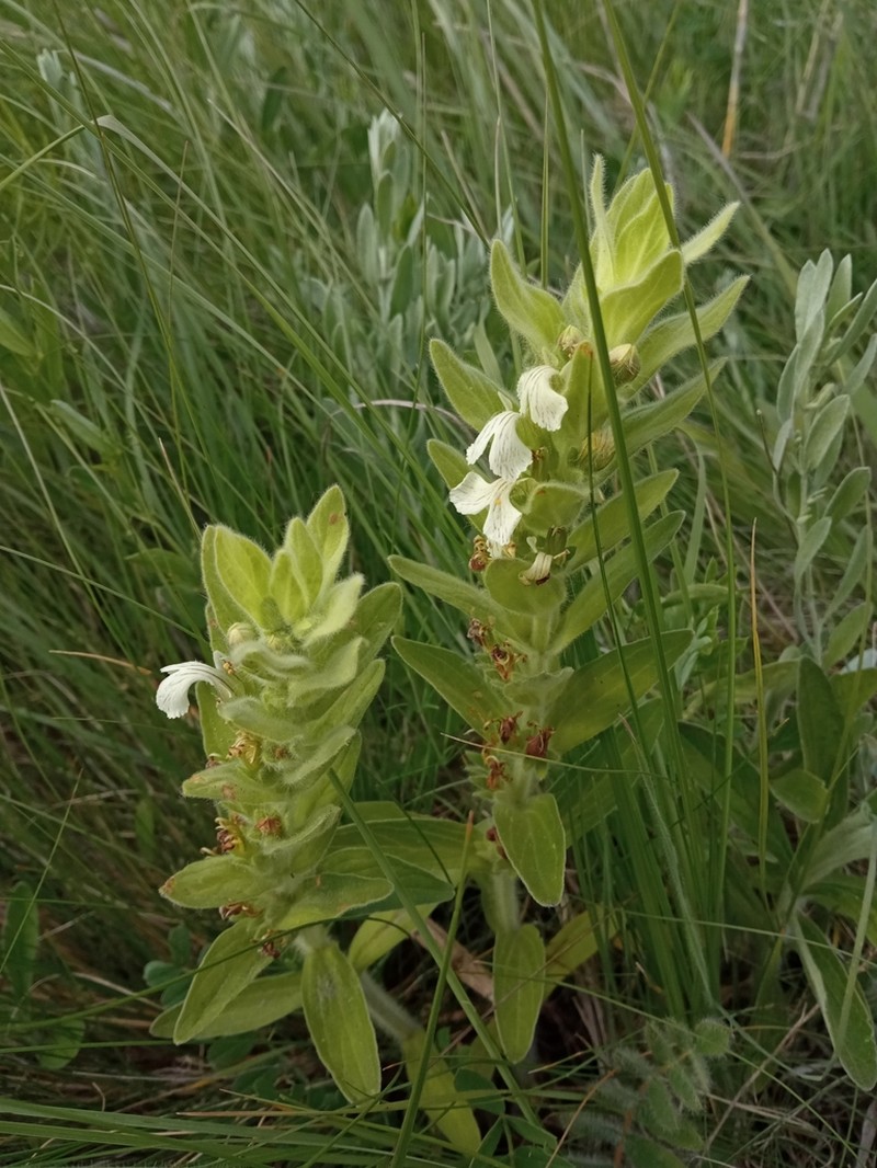 Ajuga laxmannii