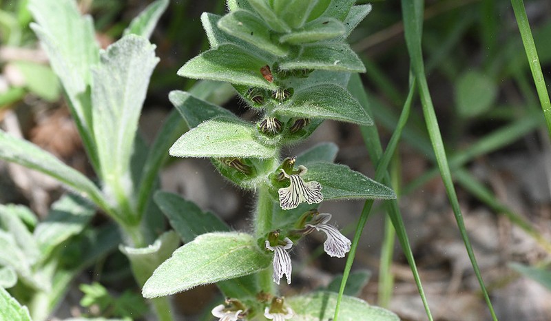 Ajuga laxmannii photo 2