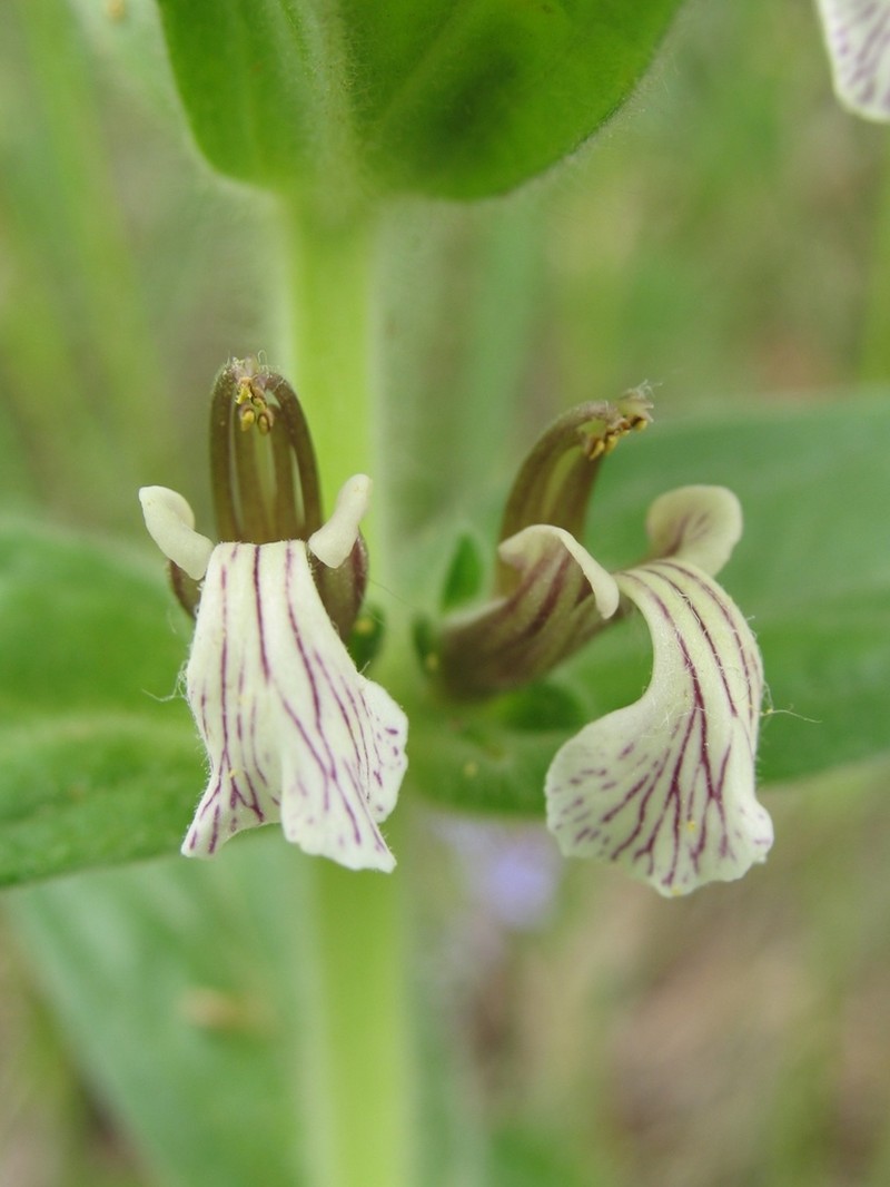 Ajuga laxmannii photo 5