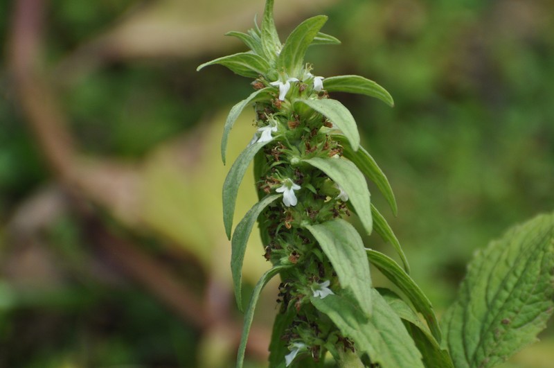 Ajuga leucantha photo 2