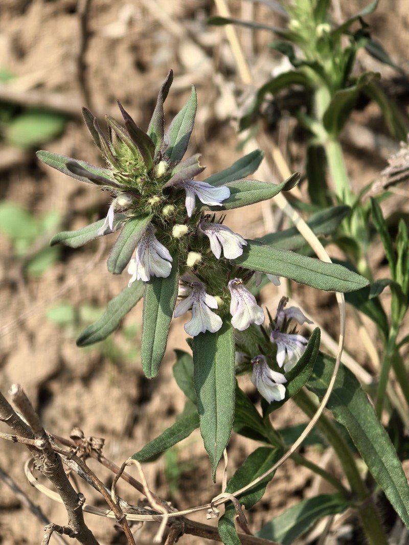 Ajuga linearifolia photo 2