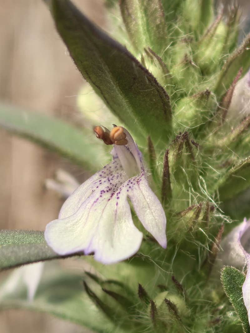 Ajuga linearifolia photo 3