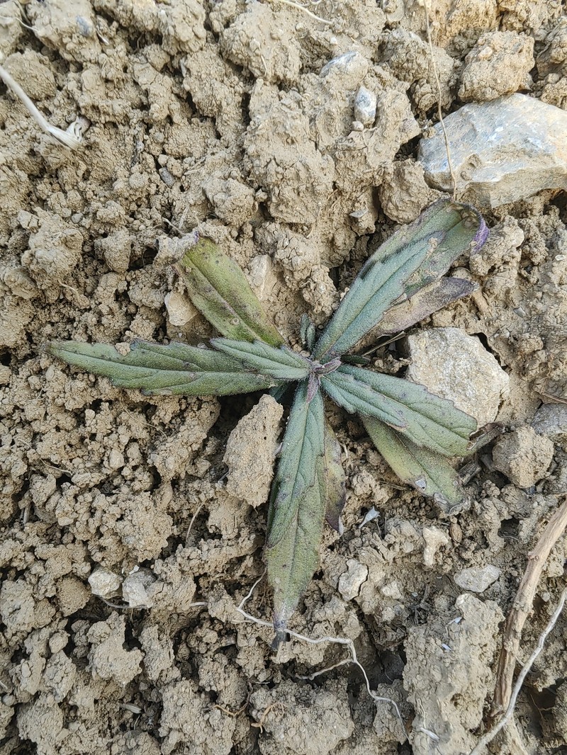 Ajuga linearifolia photo 4
