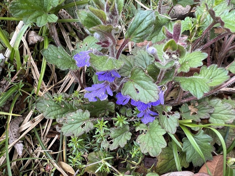 Ajuga lobata photo 2