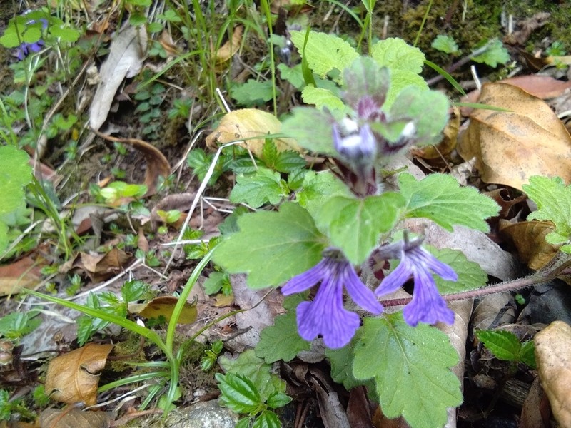 Ajuga lobata photo 3