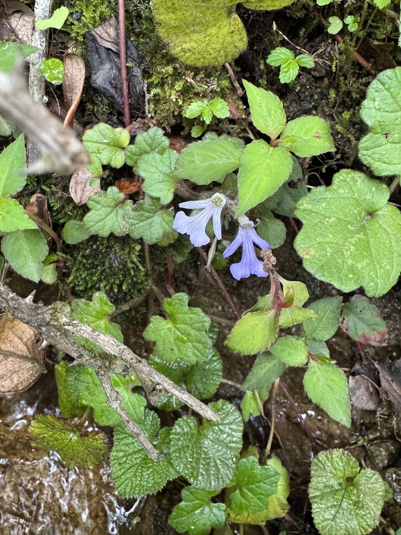 Ajuga lobata photo 4
