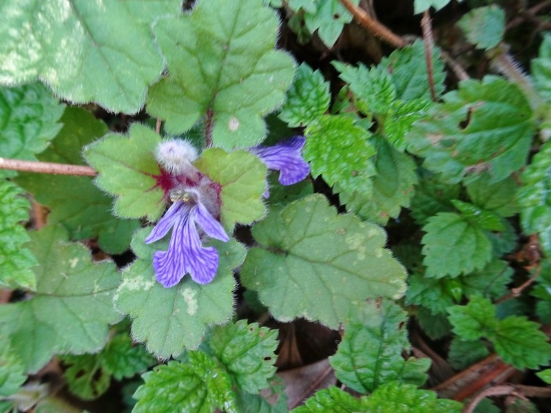 Ajuga lobata photo 5