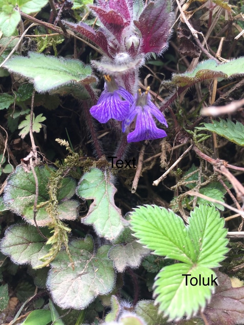 Ajuga lobata photo 6