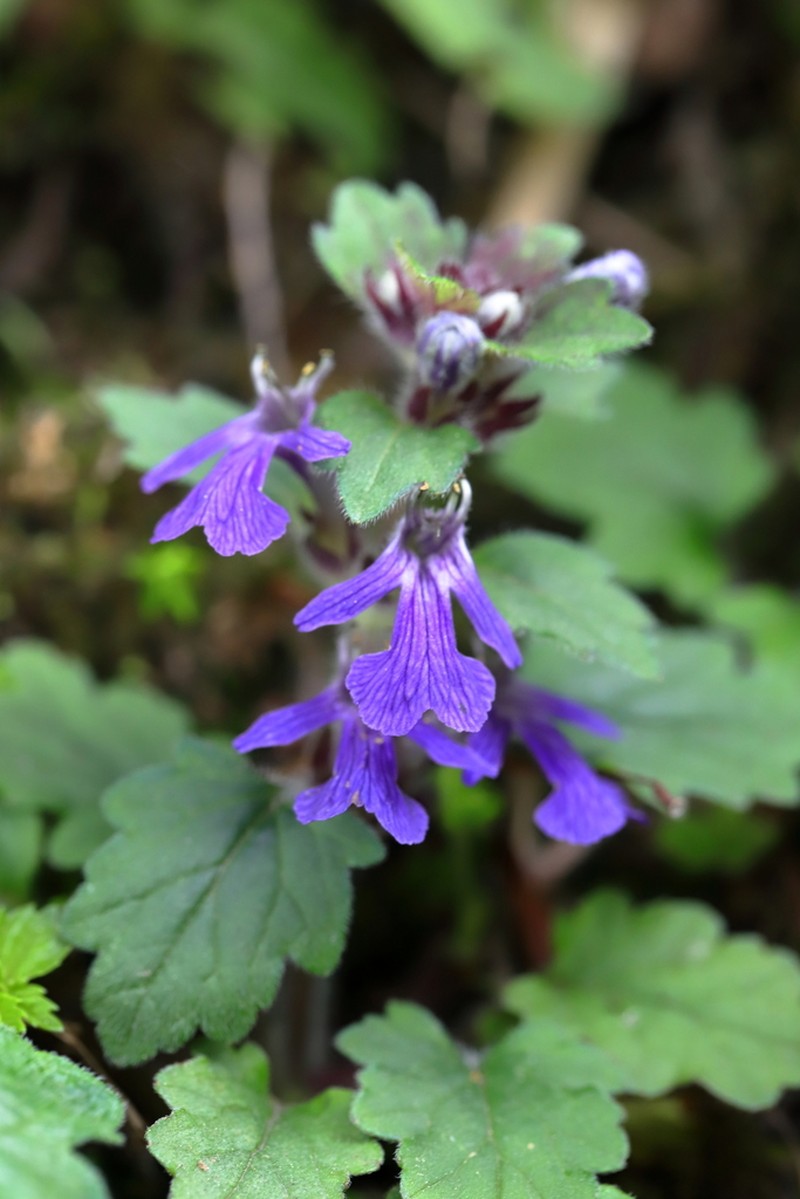 Ajuga lobata photo 7